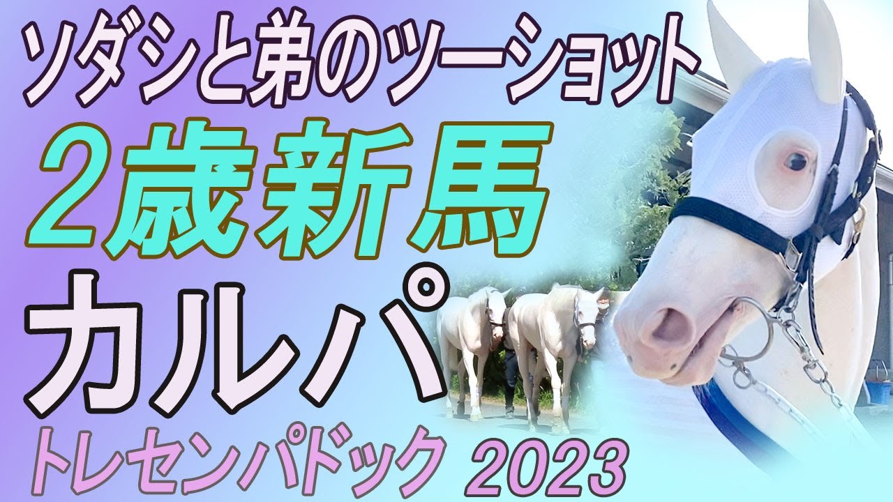 ソダシ姉と弟のツーショット・白毛2歳新馬●カルパ（母ブチコ）をご紹介　トレセンパドック2023　Racehorses with music