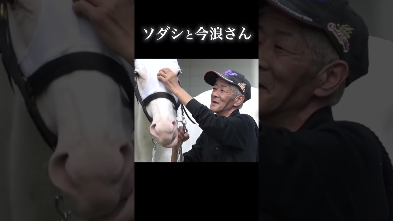 今浪厩務員にナデナデされるソダシ　#shorts #ソダシ #今浪さん #東スポ競馬