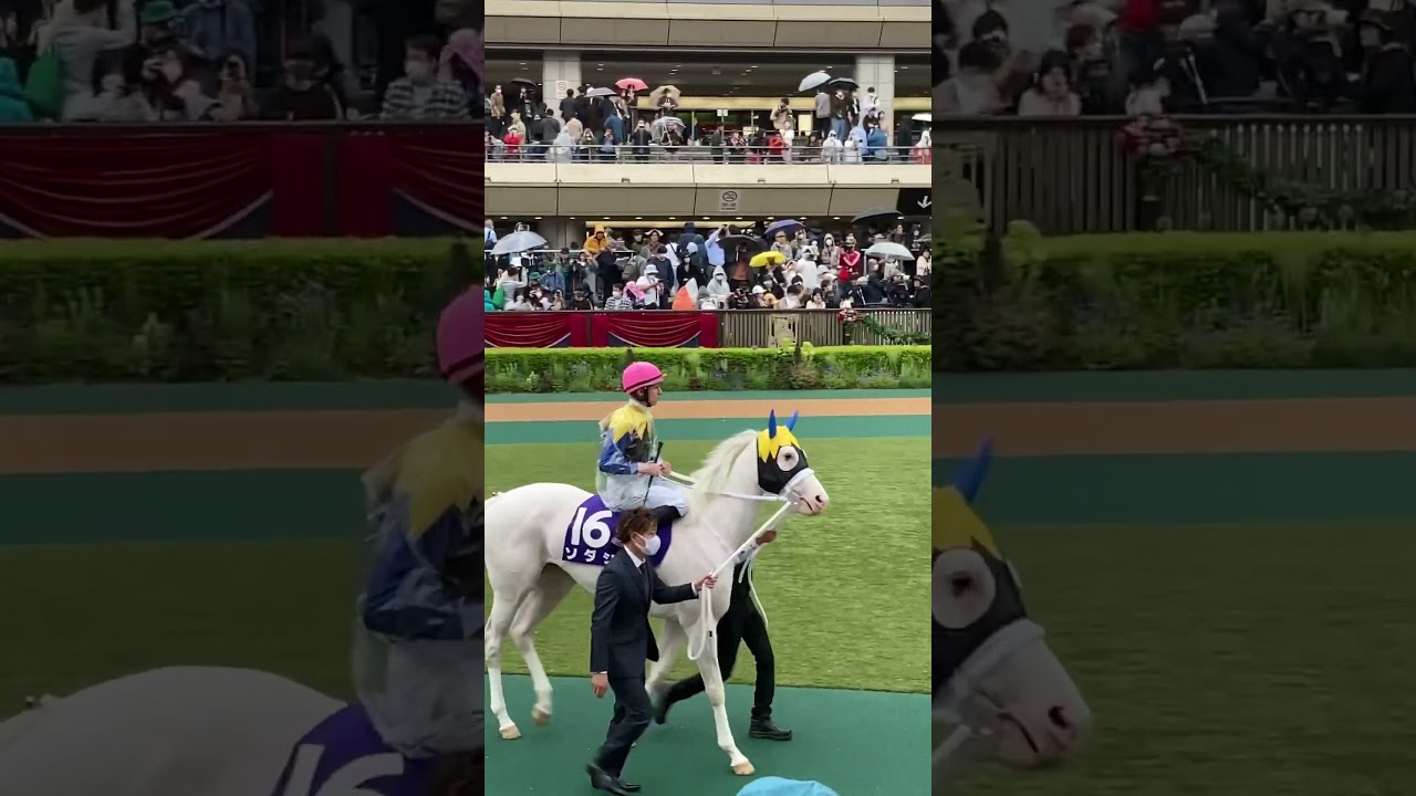 ソダシ　今浪厩務員　尊い　ヴィクトリアマイル2023 東京競馬場　#shorts #ソダシ #ヴィクトリアマイル2023 #ヴィクトリアマイル #競馬 #競馬場