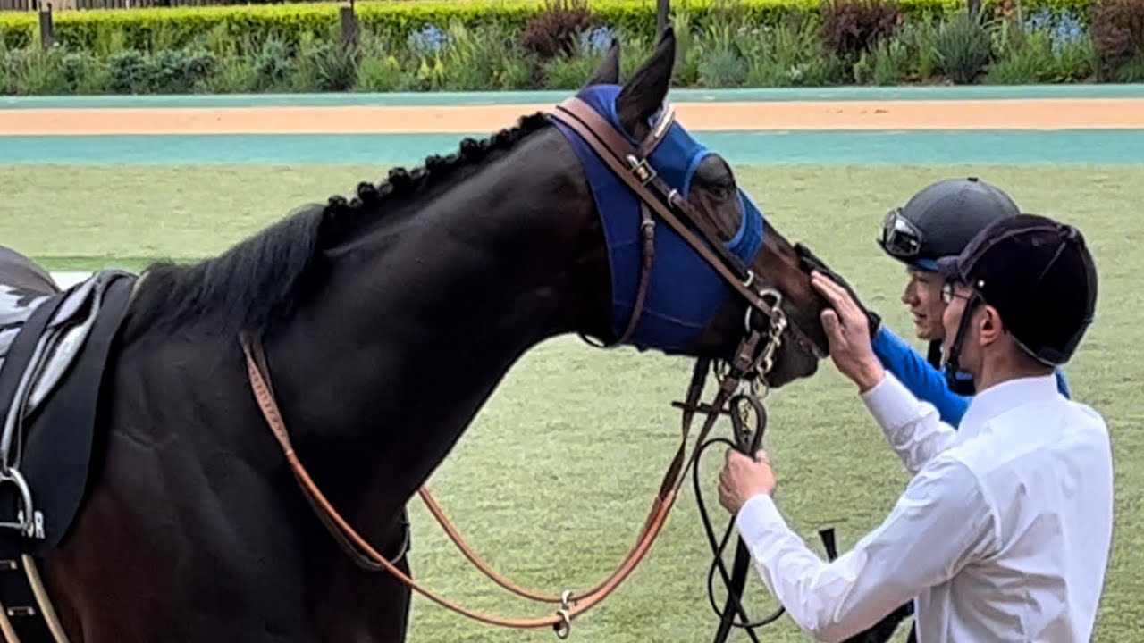 坂井瑠星騎手が来るとちょいと首を伸ばしてポンポンしてもらうウェイワードアクト