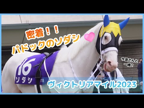 ソダシに密着！【ヴィクトリアマイルのパドック映像 】Sodashi・VM