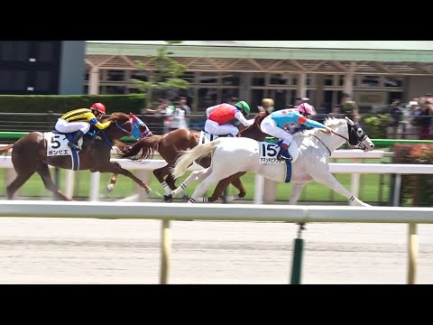 【現地】ソダシのいとこ アマンテビアンコ デビュー勝ち 最後の直線【2023/6/17 東京6R 2歳新馬】