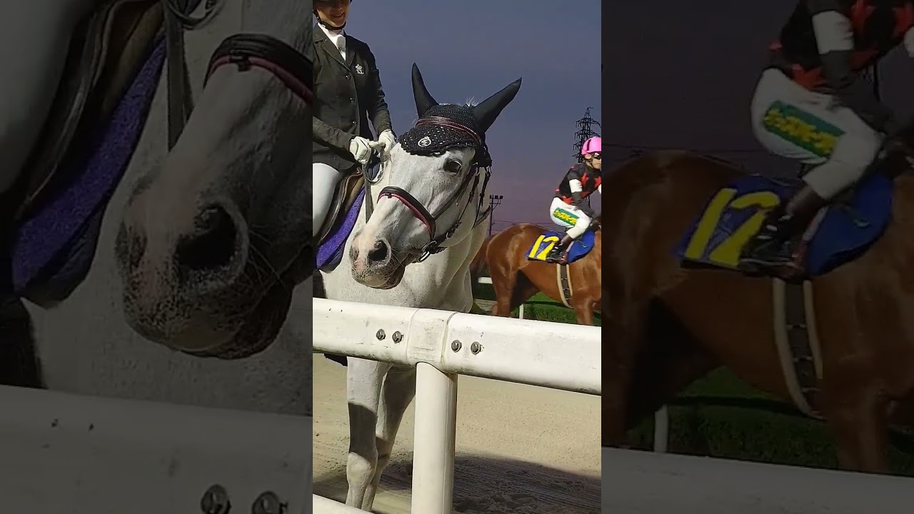 夜もいっしょうけんめい🐴 #ストラディヴァリオ #誘導馬 #園田競馬場