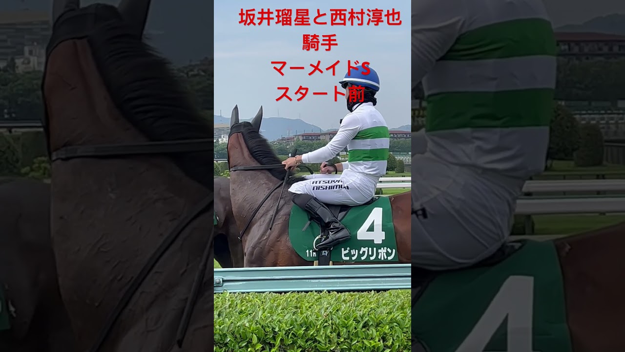坂井瑠星と西村淳也騎手　マーメイドS スタート前 #shorts #short #競馬 #阪神競馬場 #マーメイドステークス #坂井瑠星 #西村淳也