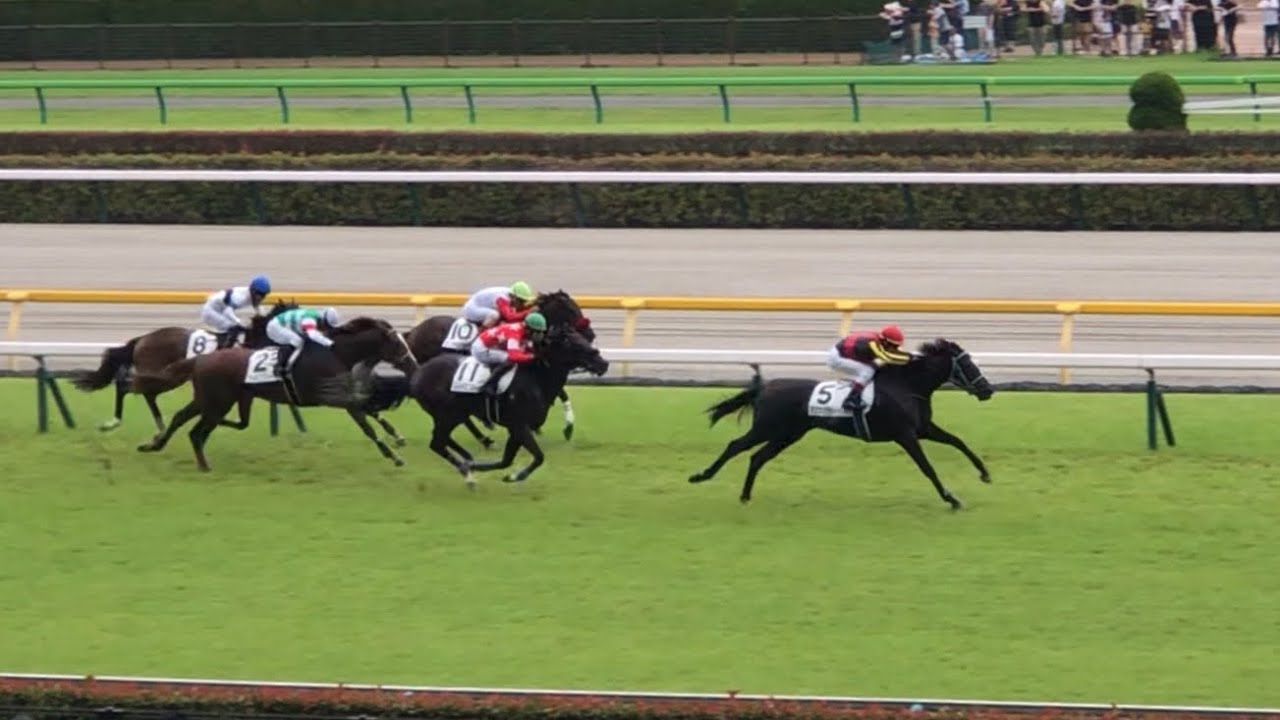 【現地】アスコリピチェーノ メイクデビュー東京 2歳新馬戦
