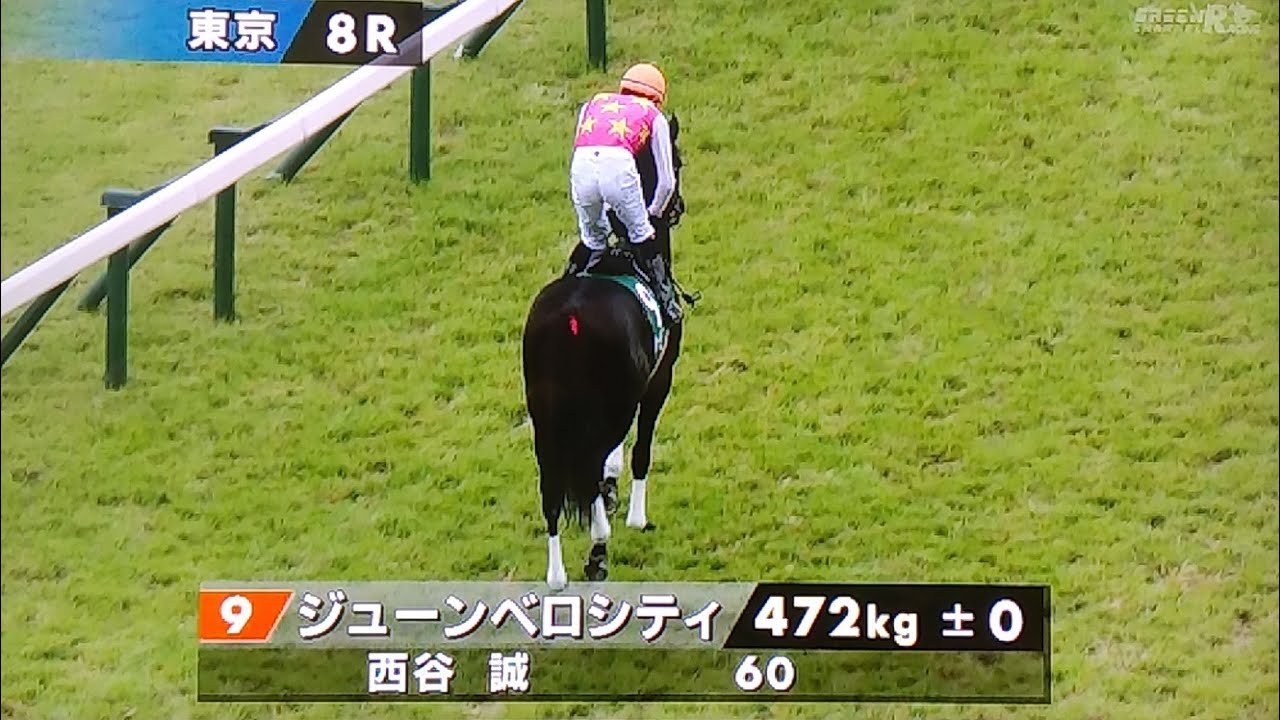 東京ジャンプステークスの本馬場入場