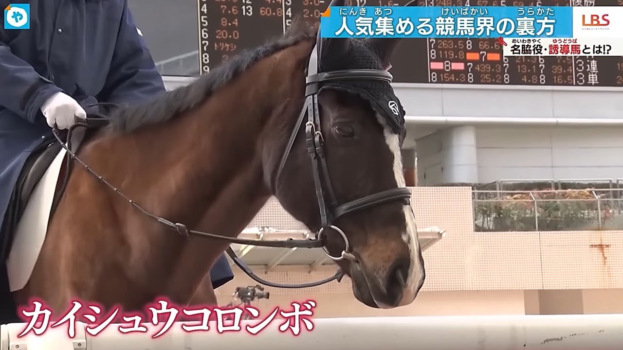 【競馬界の名脇役】誘導馬に注目！