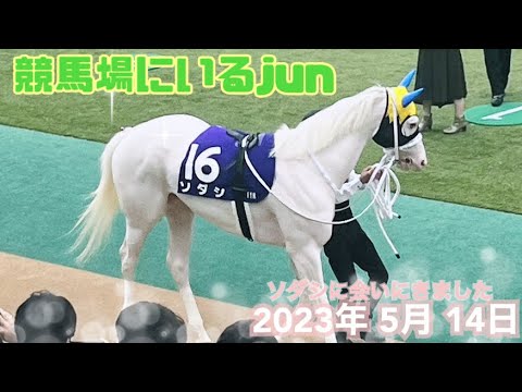 【現地VLOG】ヴィクトリアマイルのソダシ