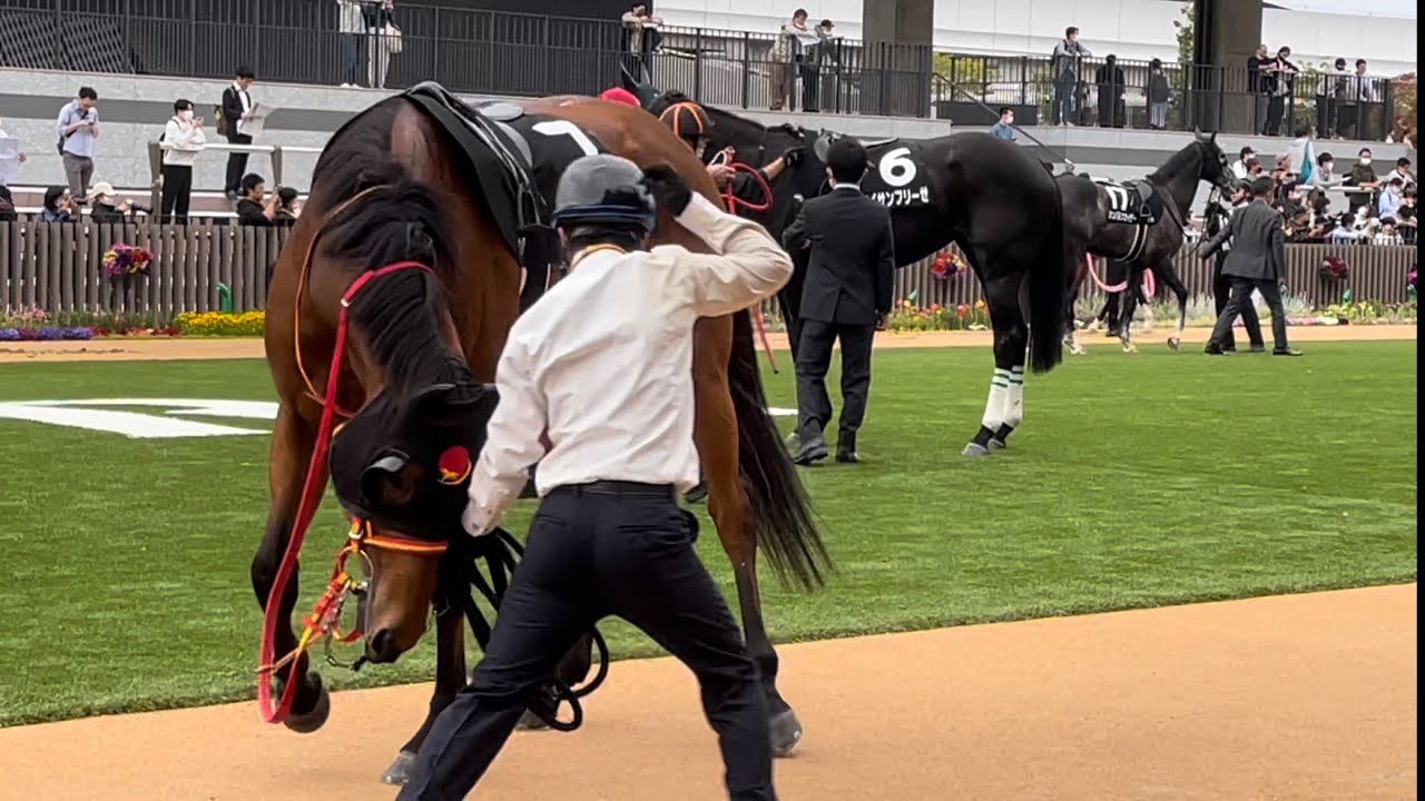厩務員さんと首相撲するのにハマっているイルクオーレ