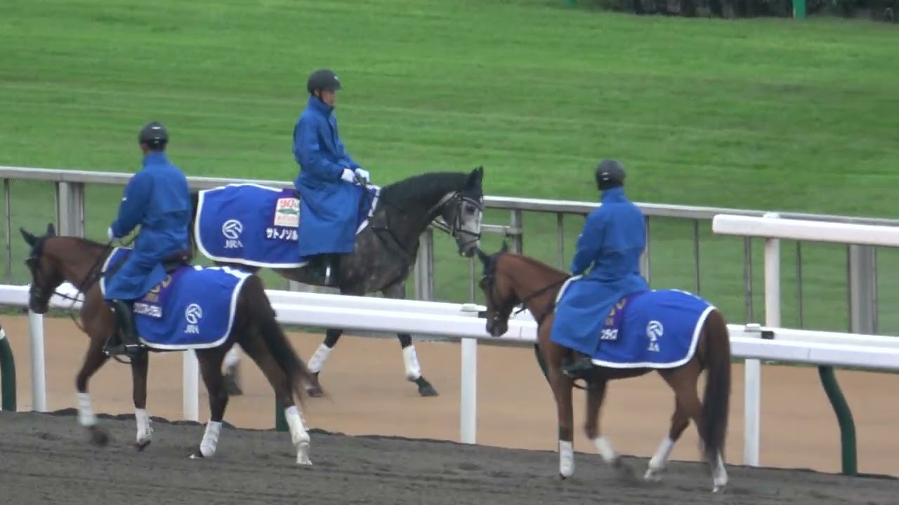【誘導馬】東京競馬場の誘導馬 サトノソルタス ゲートの「ガッチャン」に反応する 現地映像