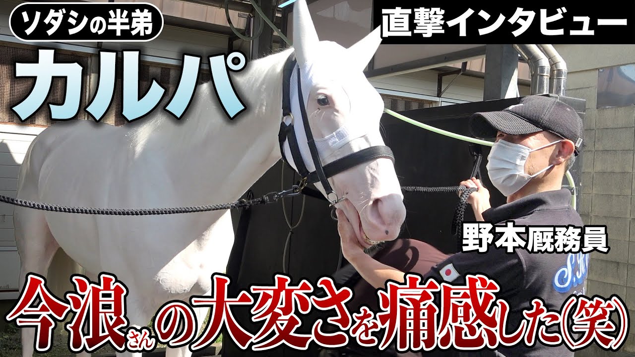 【須貝厩舎インタビュー】大注目！ソダシの半弟・カルパについて担当・野本厩務員に直撃取材しました！《東スポ競馬》
