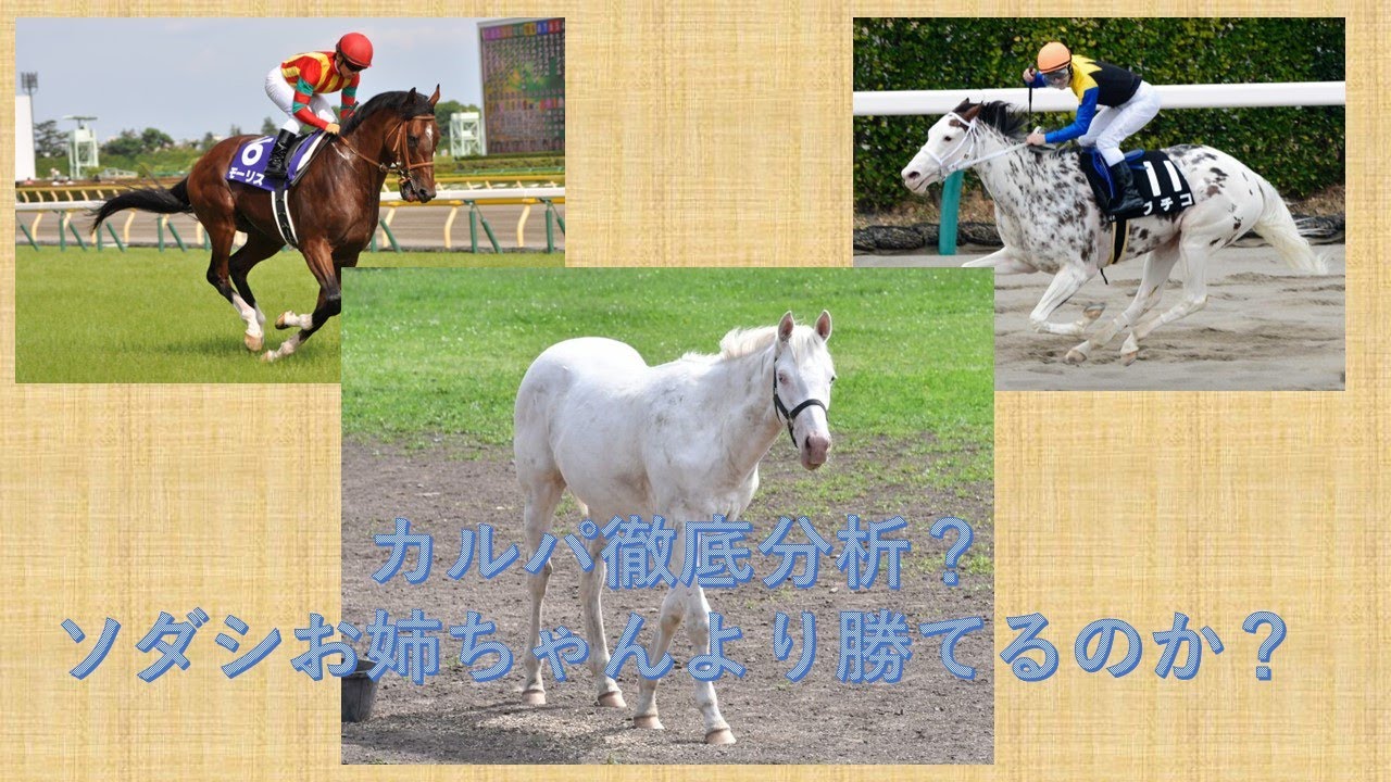 メイクデビュー前・カルパ徹底分析？