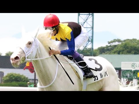 【白毛カルパデビューも】メイクデビュー函館新馬戦レガレイラ #新馬戦 #メイクデビュー #函館 #函館競馬場 #新馬戦 #レガレイラ #競馬 #馬 #サンデーレーシング #ルメール