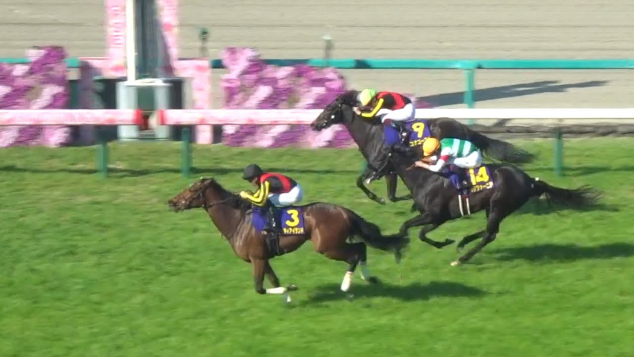 桜花賞2023は女王リバティアイランドの意地か？コナコーストやペリファーニアなどの新星誕生か？