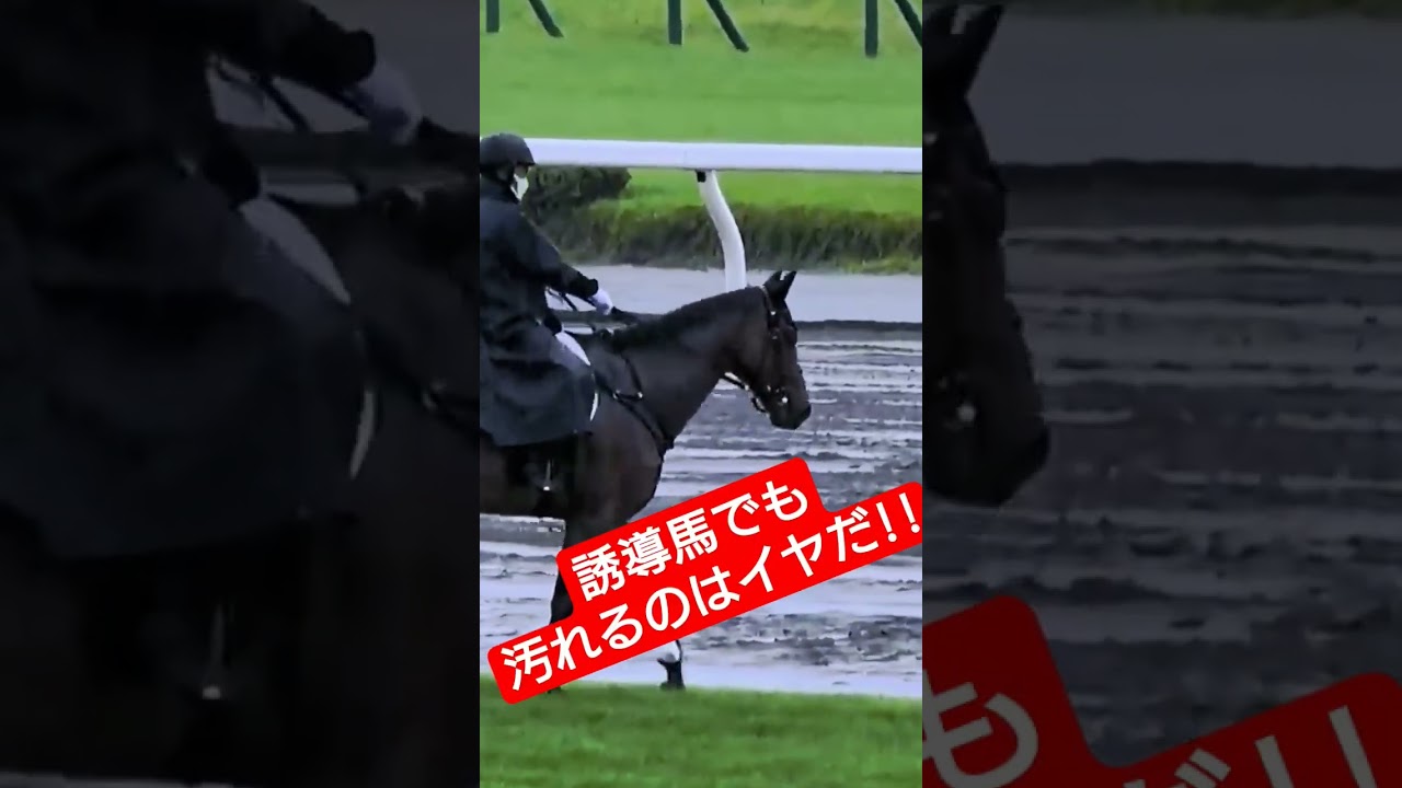 誘導馬でも仕事を拒否したくなる!!