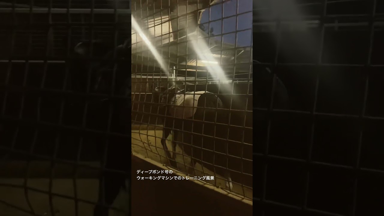 【ディープボンド】ウォーキングマシンでのトレーニング映像。#shorts #ディープボンド # #競馬