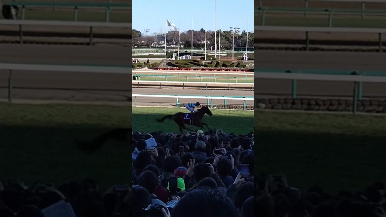 引退 エフフォーリア F4 有馬記念返し馬 #競馬 #競馬好き #競馬初心者 #推し活  #有馬記念 #有馬記念2022  #エフフォーリア #f4 #競馬