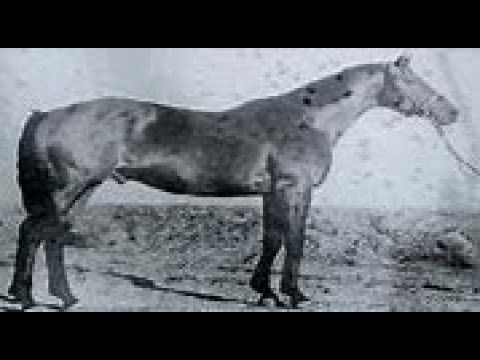 第１１回　東京優駿競走（日本ダービー）　ミナミホマレ　牡３　57　佐藤邦雄　1942.5.24　　出走馬：アルバイト、ハヤタケ、シマハヤ、クレタケ、ワカオー、タカトモ、グランドパーク、フアンタスト他