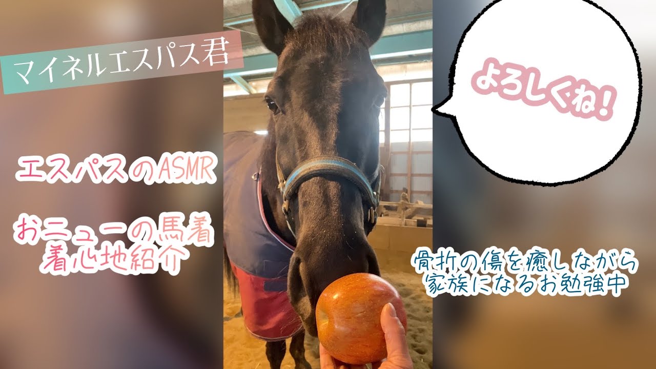 ぼく、マイネルエスパスです！よろしくね！（引退競走馬）
