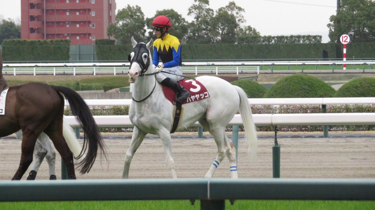 【金鯱賞】誘導馬のフリをするハヤヤッコ