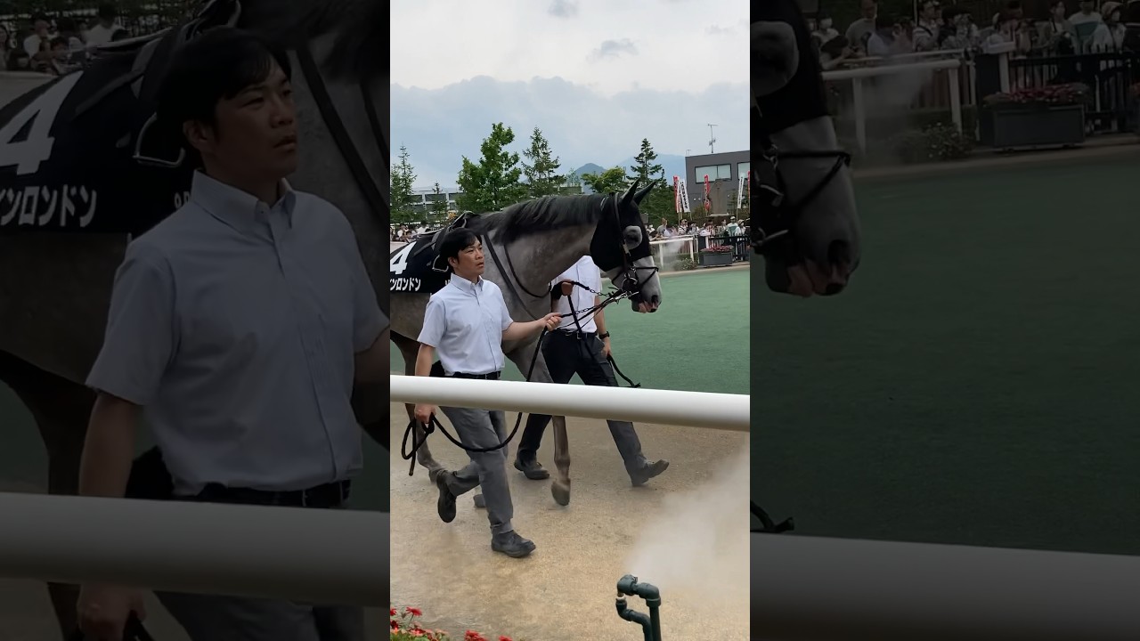札幌競馬　パドック　いざ菊花賞へ　ナイトインロンドン　9R 阿寒湖特別（2023.7.30）