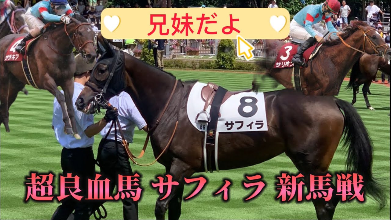 超良血馬 サフィラ 新馬戦デビュー