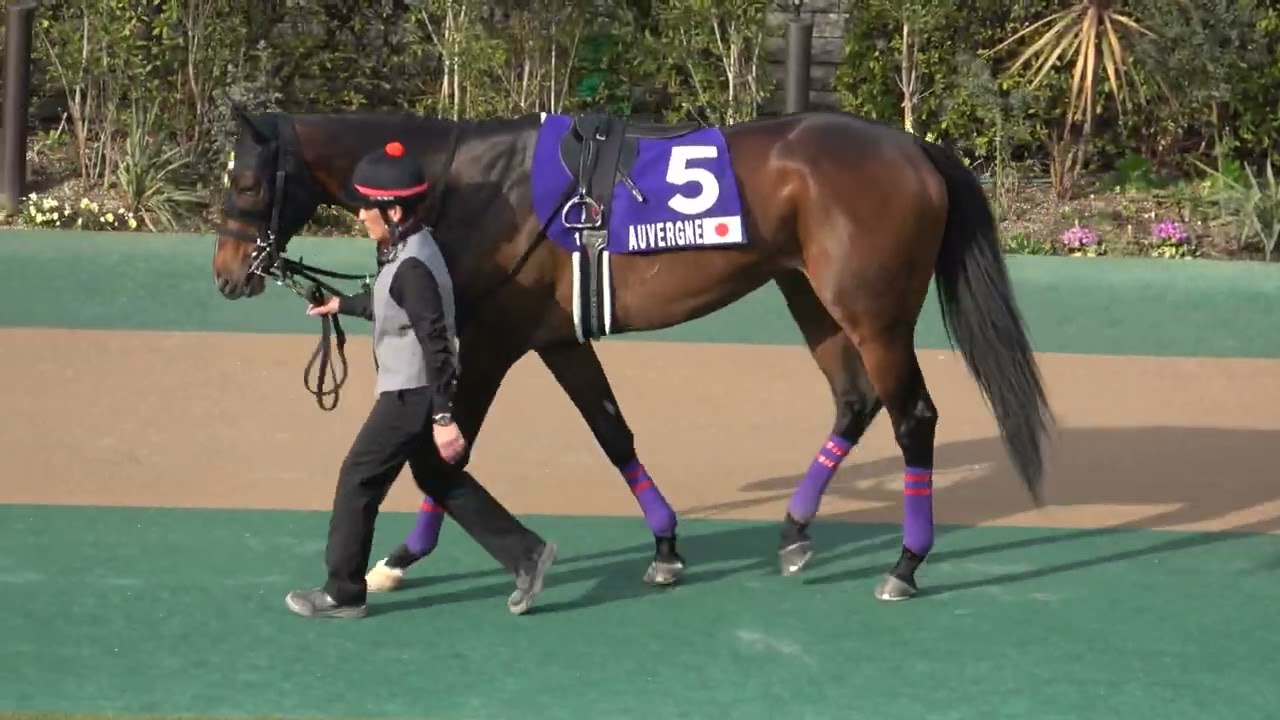 【フェブラリーステークス2023】パドック 現地映像 レモンポップ