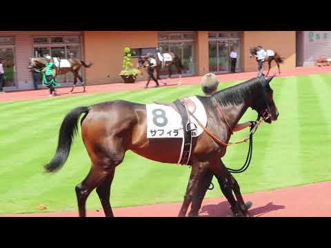松山弘平＆サフィラ号　2歳新馬(2023年8月5日)を動画で振り返る