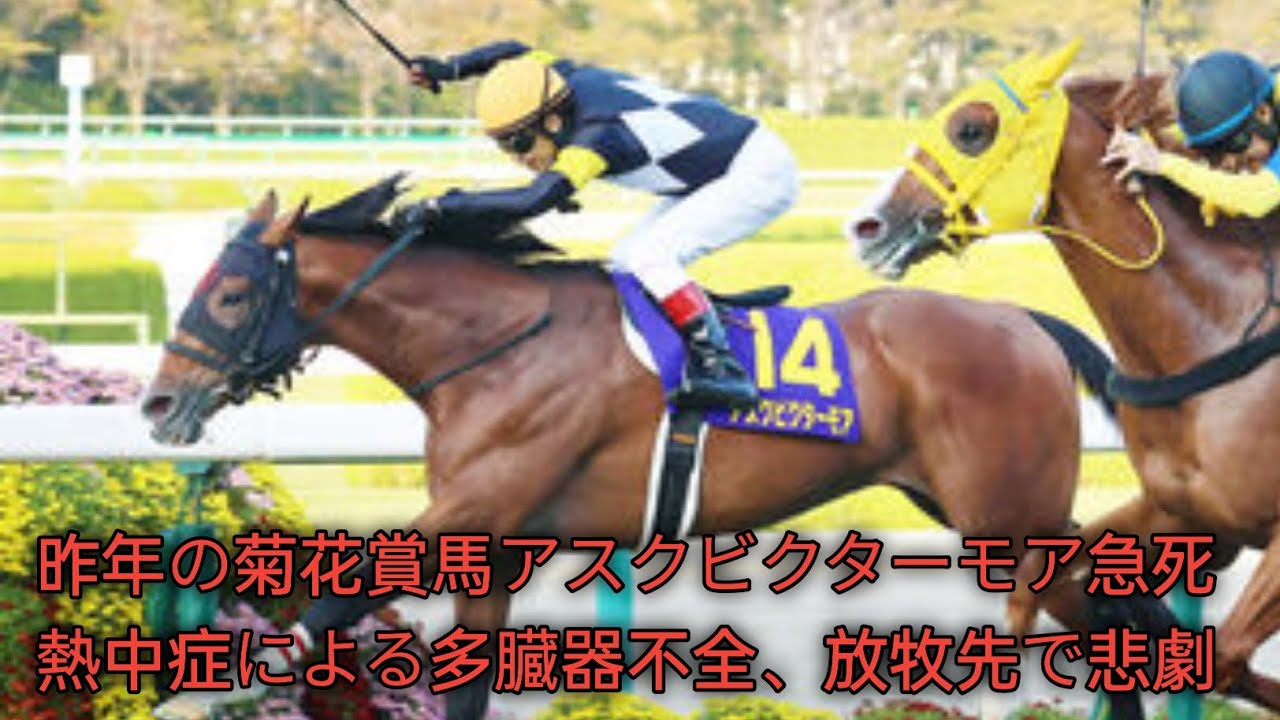 昨年の菊花賞馬アスクビクターモア急死　熱中症による多臓器不全、放牧先で悲劇 J.D News