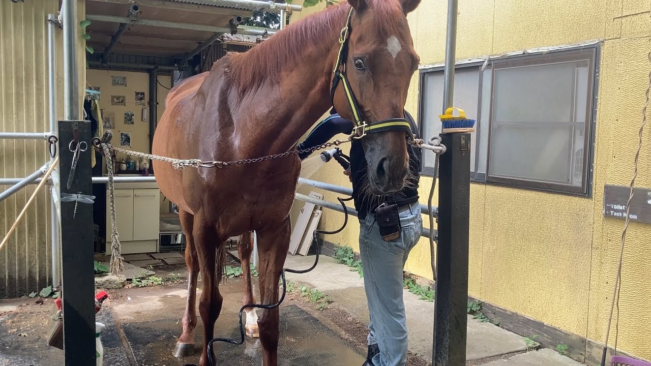 水浴びするゴットフリート（ちょっと苦手です）