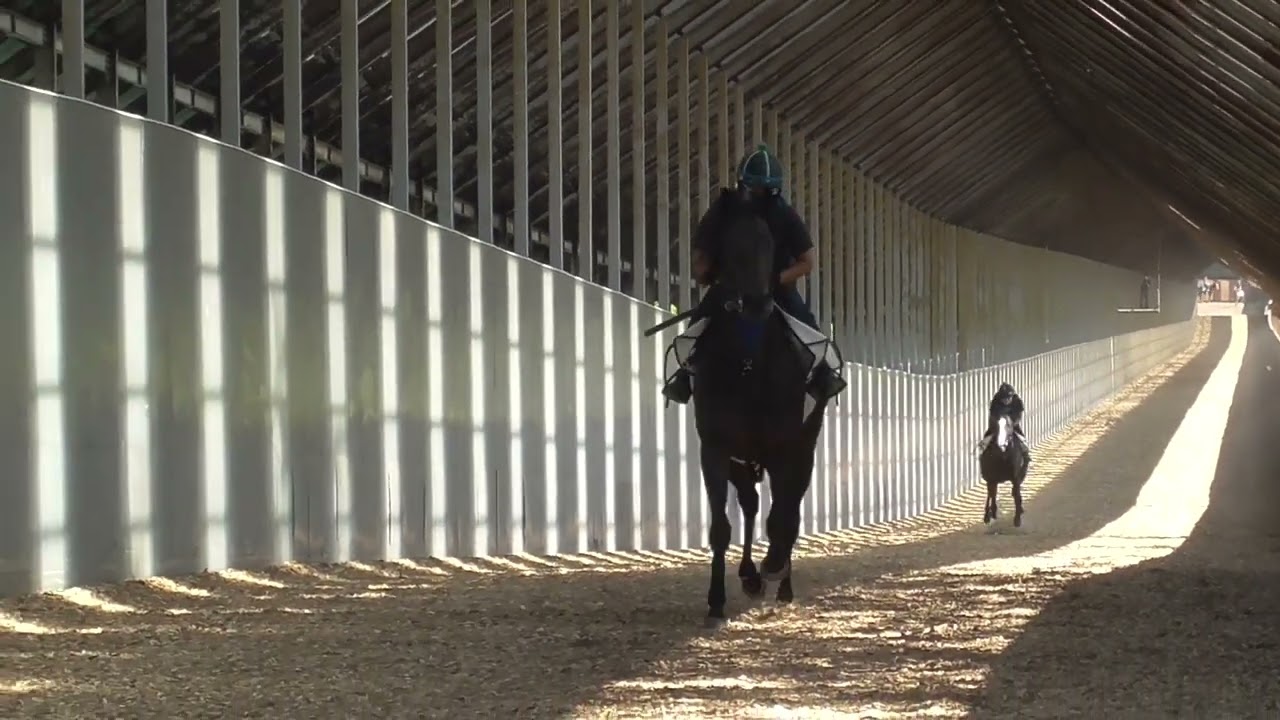 【株式会社エクワインレーシング】ホープフルサイン 調教 坂路 2023/8/1撮影【調教動画】