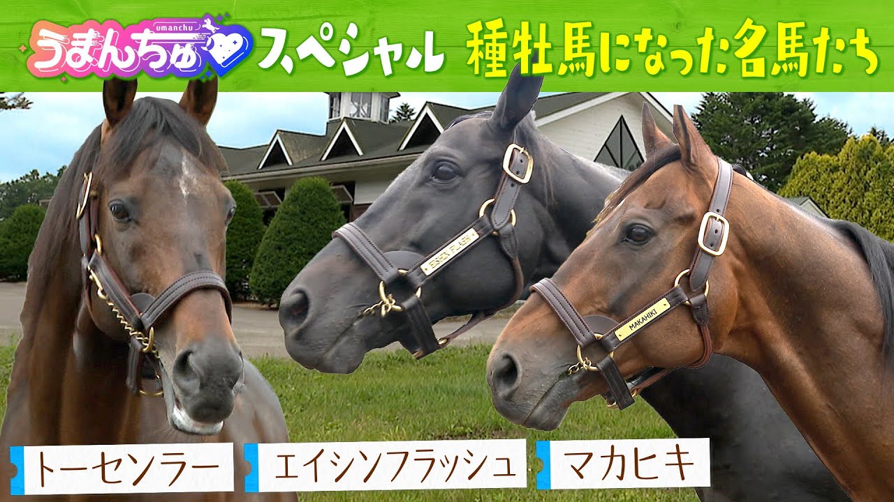 マカヒキ・トーセンラー・エイシンフラッシュが夏の北海道で過ごす様子をお届け！～種牡馬になった名馬たち～【うまんちゅスペシャル】