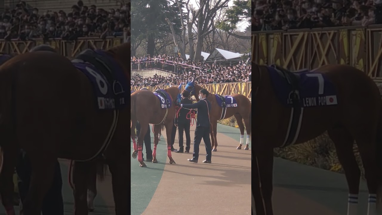フェブラリーステークスを圧勝したレモンポップのパドック #レモンポップ #東京競馬場 #shorts