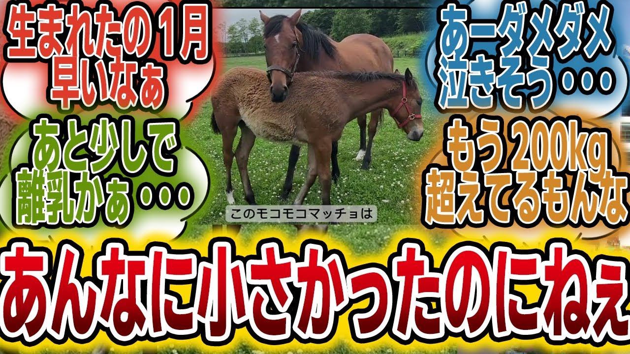 「まめちゃん親子、お別れがもう目の前・・・」に対するみんなの反応【競馬の反応集】
