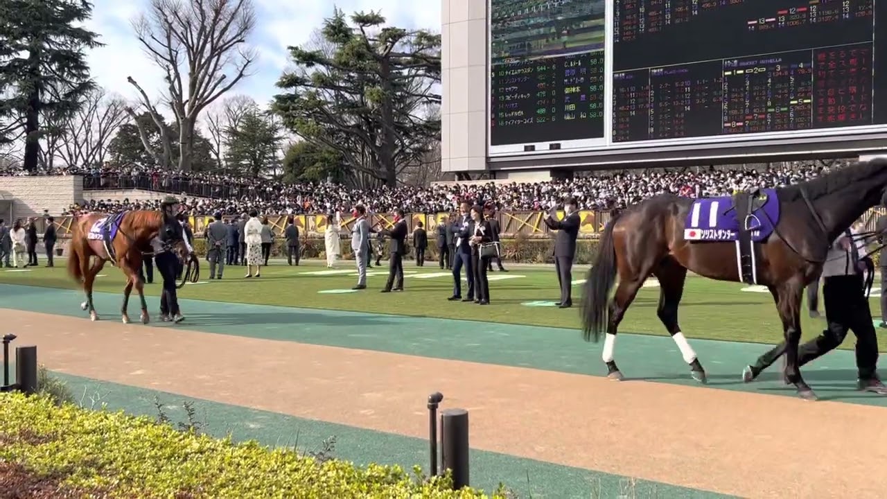【フェブラリーステークス】パドックの様子#フェブラリーステークス #フェブラリーステークス2023 #レモンポップ #福永祐一 #坂井瑠星