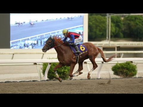 第27回黒潮菊花賞を制し　ユメノホノオ号　高知三冠達成
