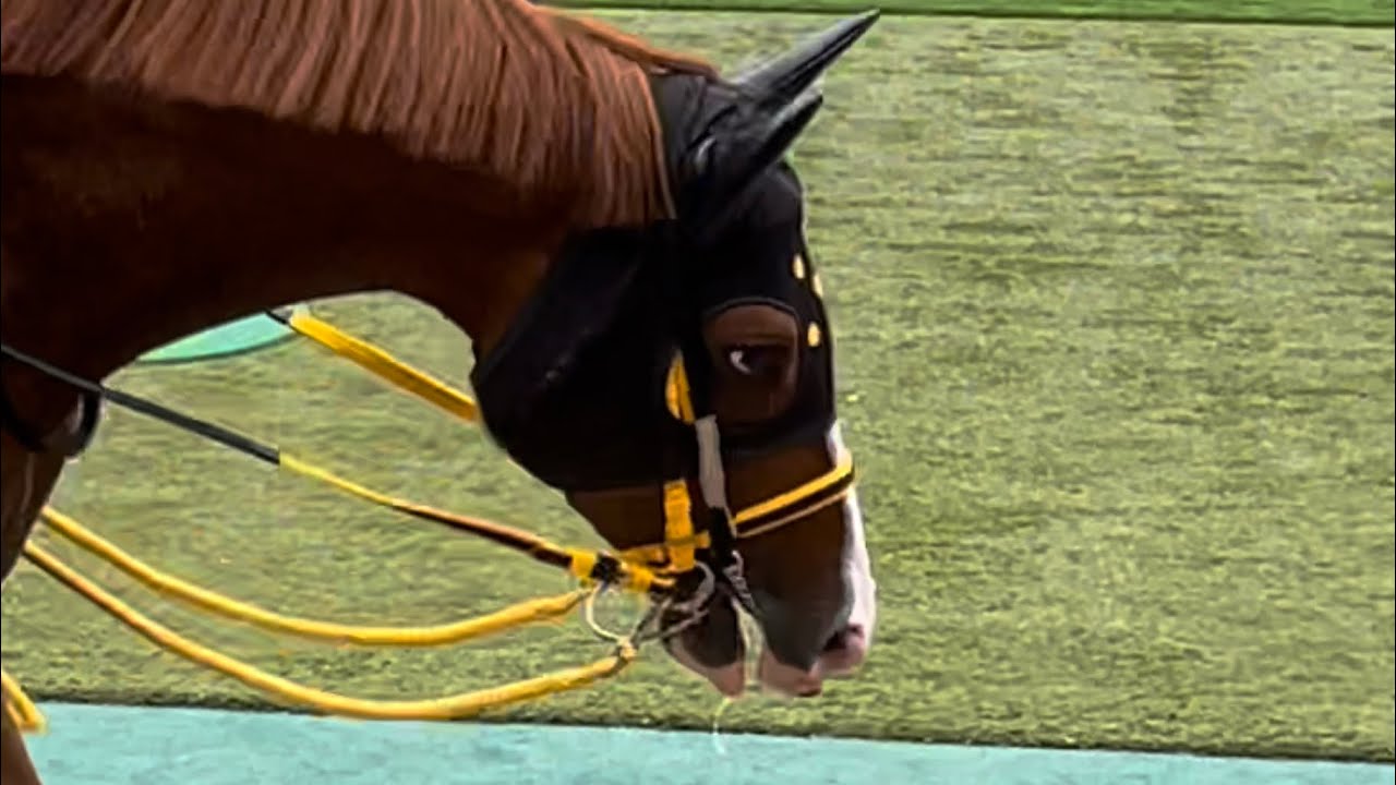 【安田記念2023】野獣のような怪しい目つきと歩き方でメイケイエールの後を追うジャックドール