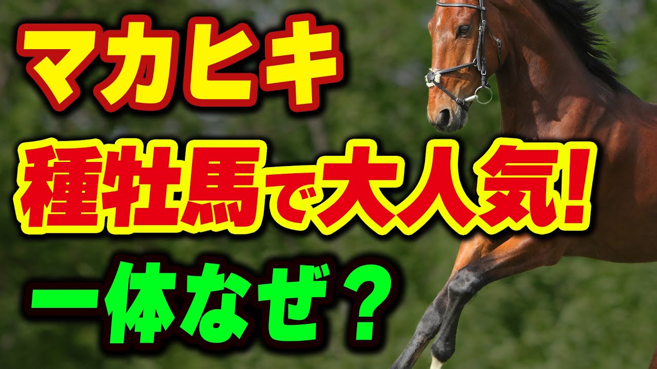 マカヒキが種牡馬で大人気！一体なぜ？