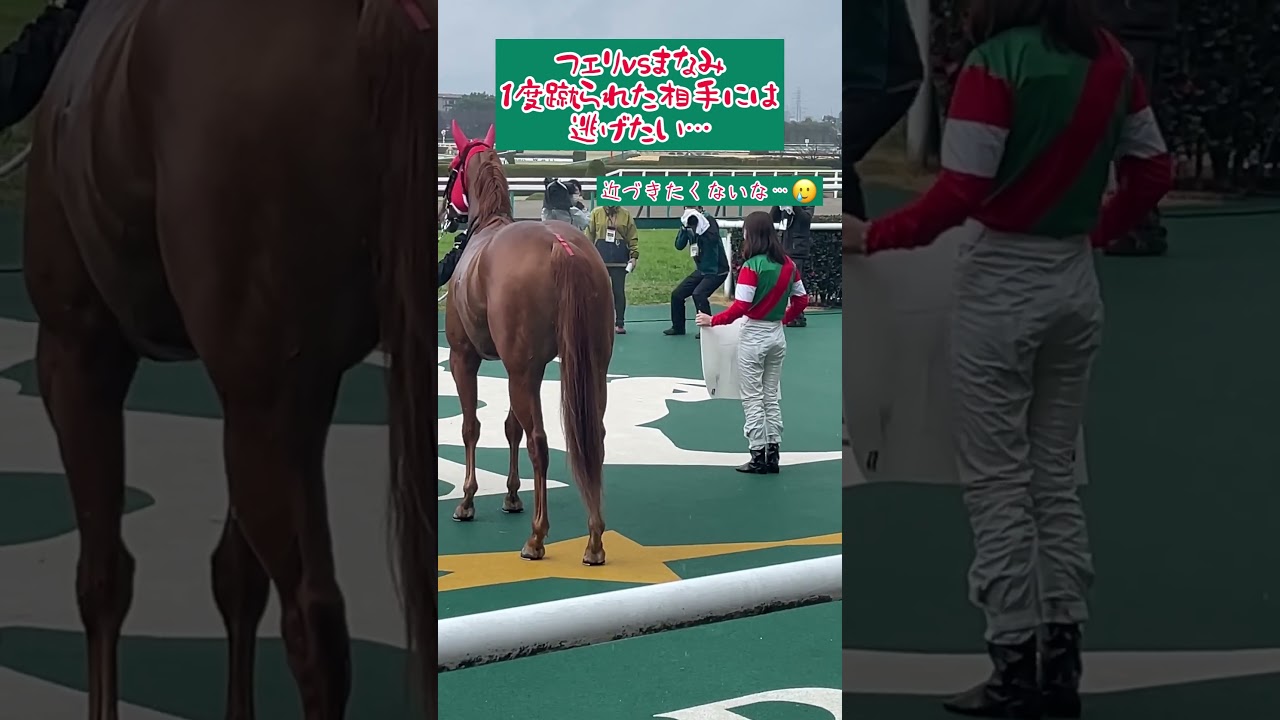 レース前にフェリに蹴られた…まなみちゃん、もう蹴られないぞ😭#shorts