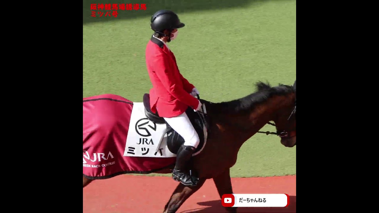 阪神競馬場のアイドル(ミツバ号)😍 #shorts