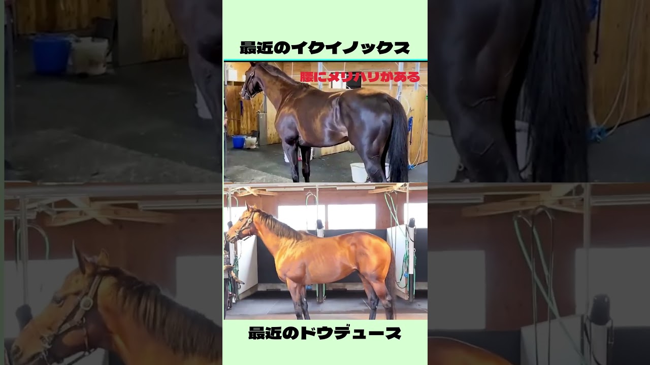 おデブと言われるドウデュースが本当に太いかチェック#shorts