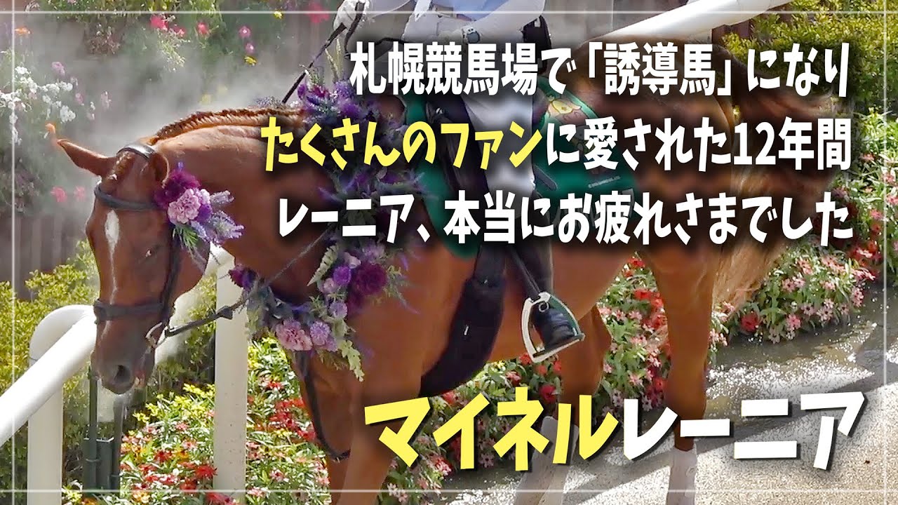 【マイネルレーニア / グラスワンダー産駒】12年間札幌競馬場でファンを迎えてくれた誘導馬 感謝の気持ちを込めて(2023.9.3)