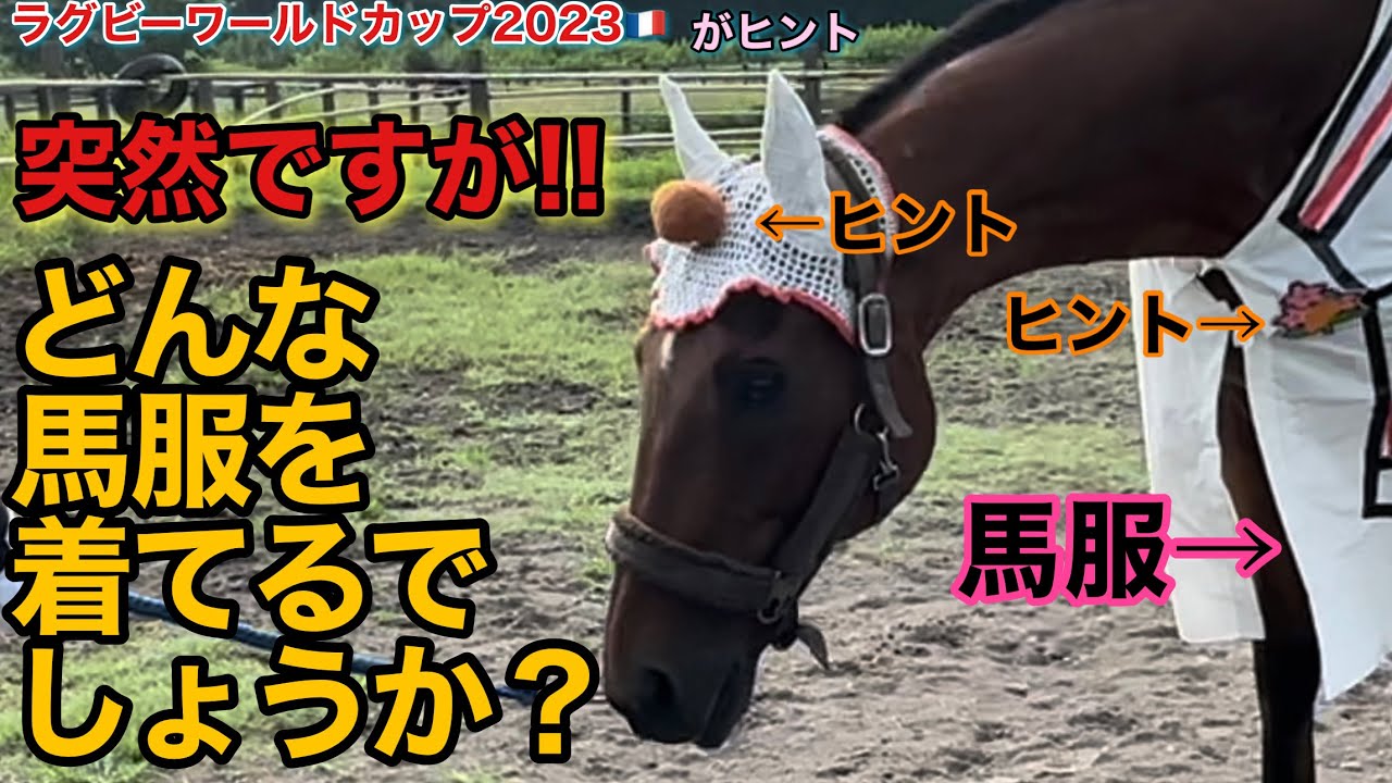 突然ですが、どんな馬服きてるでしょうか？　ヒントはラグビーワールドカップ2023フランス大会