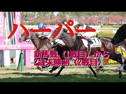 【現役競走馬】ハーパー　レースまとめ　メイクデビュー(1戦目)～2歳未勝利(2戦目)