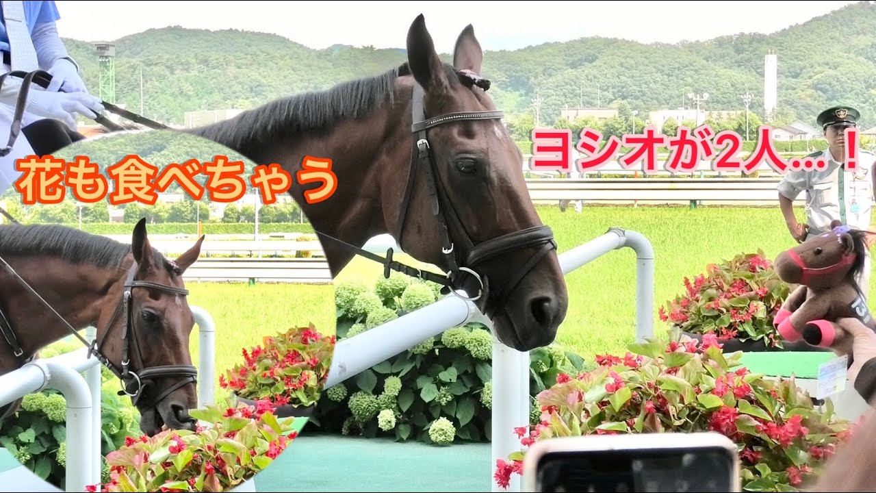 【誘導馬】ヨシオ、ヨシオ（ぬいぐるみ）とご対面、隙を見て花も食べちゃう🌷😋