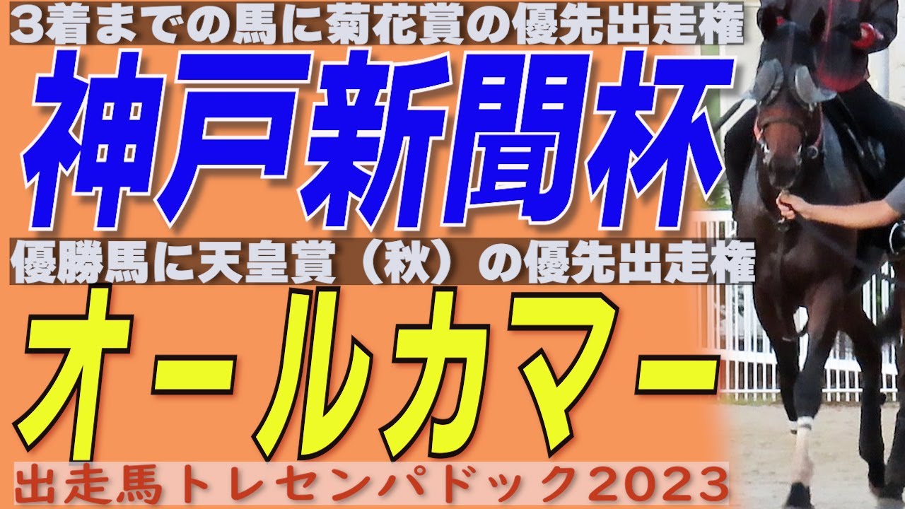 目指せ ! ! 菊花賞、天皇賞(秋) ! ! ・ 神戸新聞杯(GⅡ)阪神  　/   オールカマー(GⅡ)中山　出走馬トレセンパドック2023