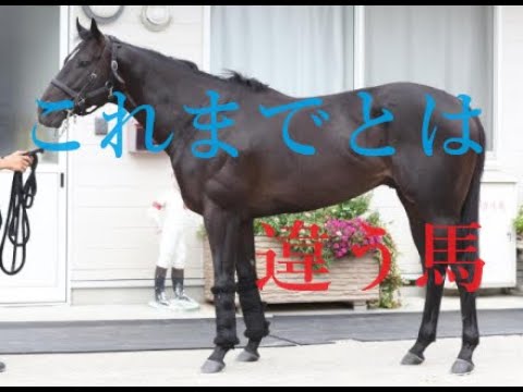 スプリンターズステークス 2023 ○○は総崩れ！！武豊のロケットスタートか横山典弘のイン突きか？