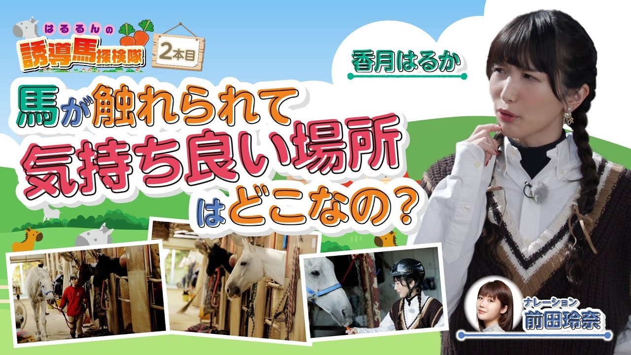【川崎競馬誘導馬】馬が触れられて気持ち良い場所はどこなの？【香月はるかの誘導馬探検隊】