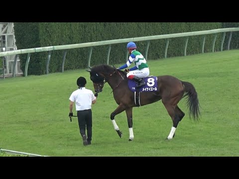 華麗なステップを披露するメイケイエール 池添謙一【スプリンターズS 2023 返し馬】