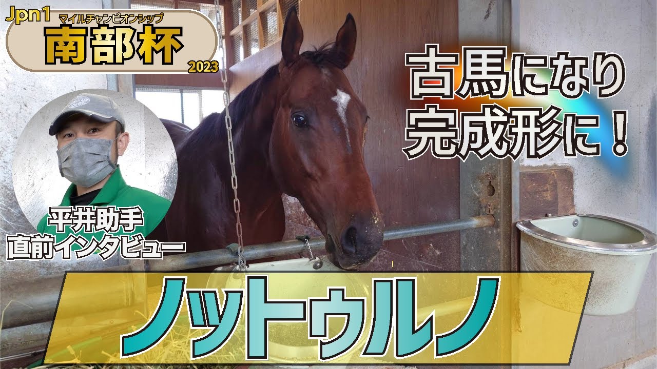【マイルCS南部杯2023】ノットゥルノ・平井助手「ここで終わるような背中をしている馬ではない」